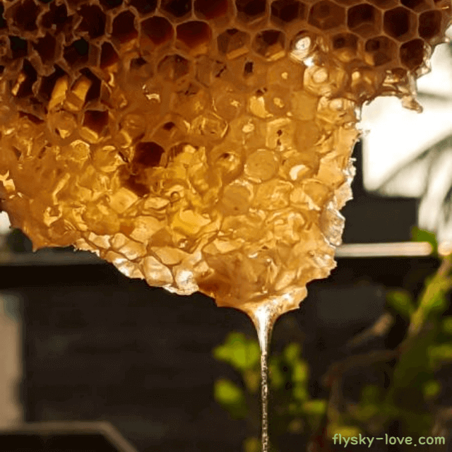 환절기 건강에 효과적인 꿀