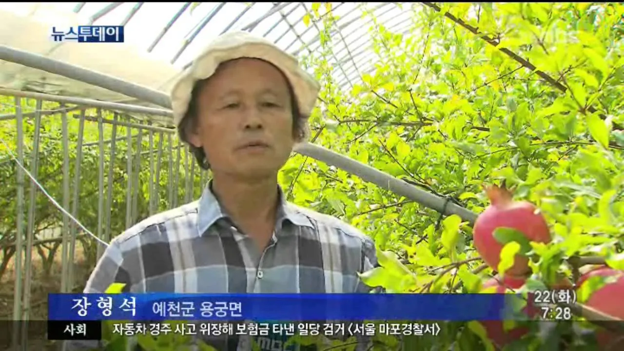 석류 재배 전정 요령 착과 관리 고온 피해 예방_6