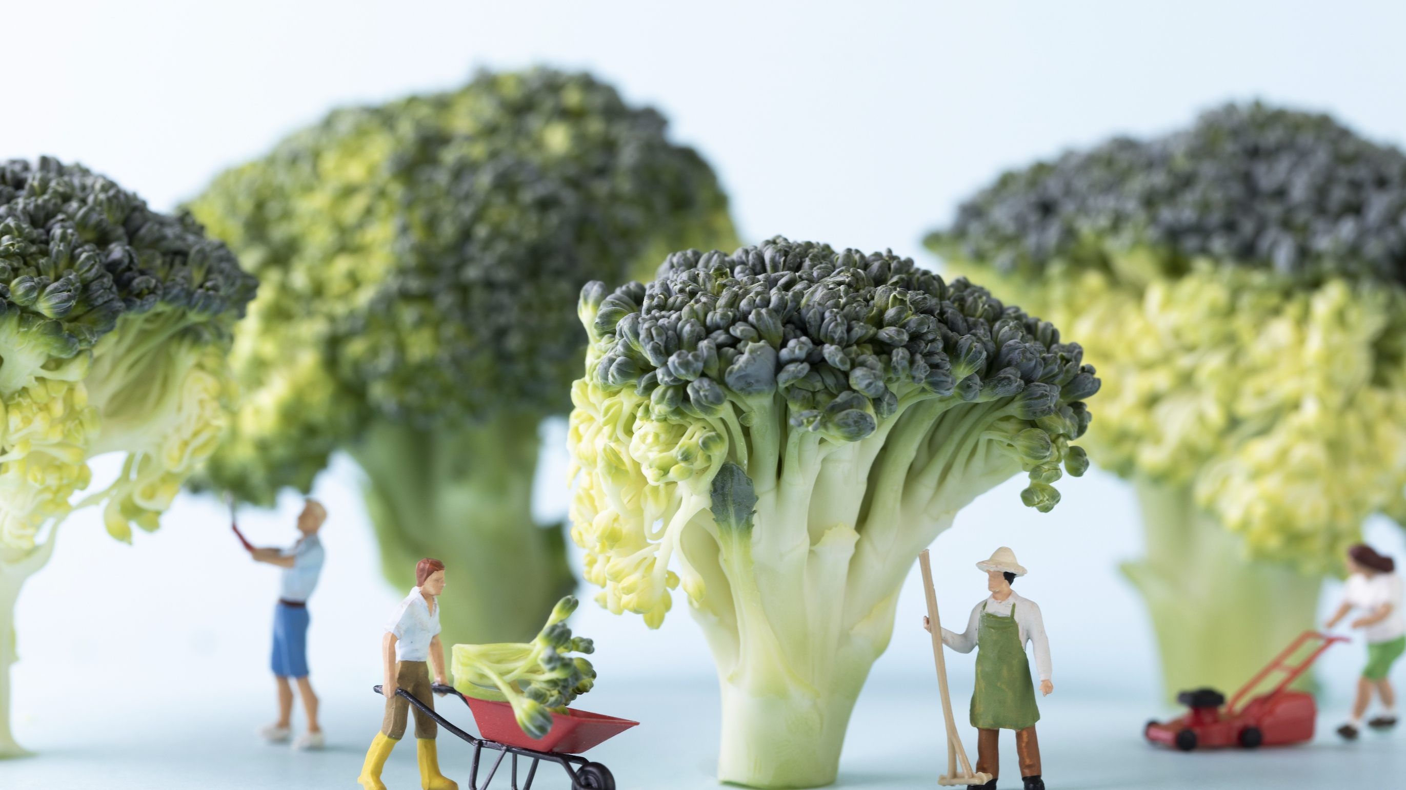 혈당 조절 도움되는 음식: 브로콜리