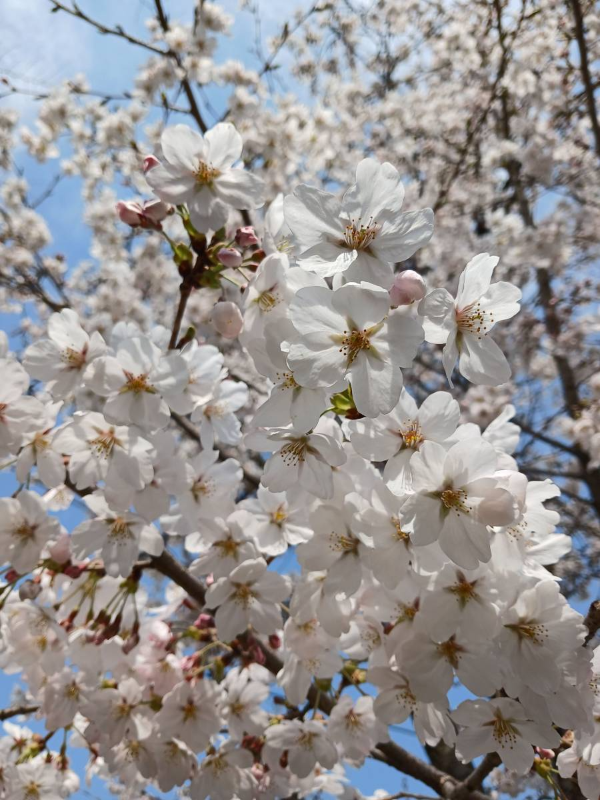 여의도 아름다운 벚꽃