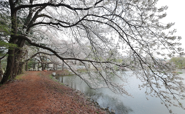 청평 중앙내수면연구소 벚꽃길 전경
