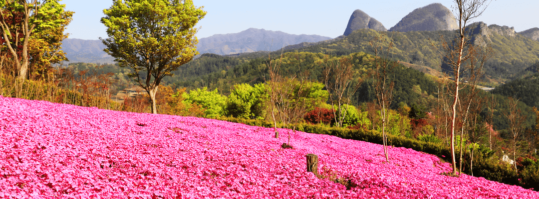 진안 꽃잔디동산