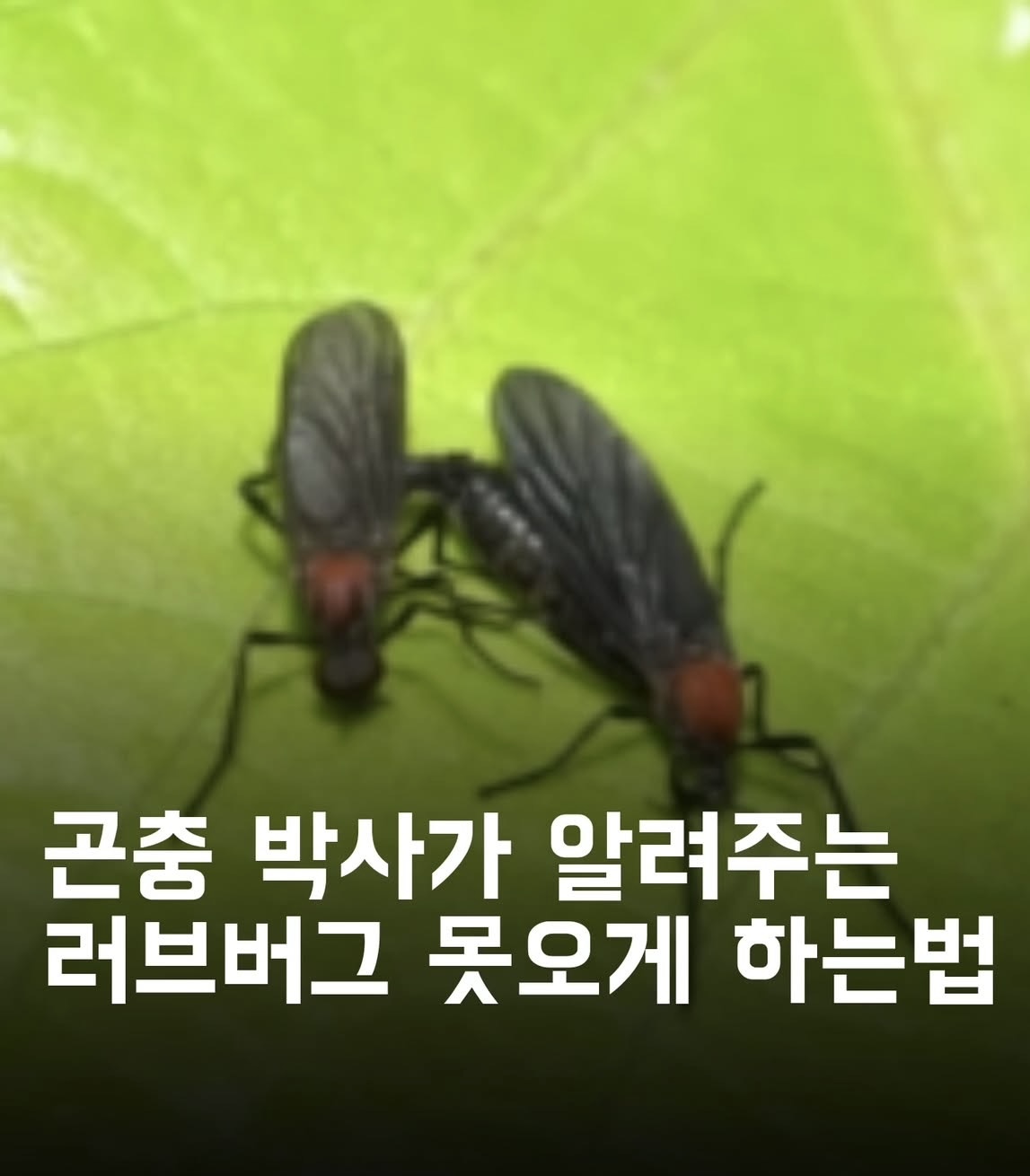 [생활팁] 동양하루살이(팅커벨) 출몰 이유와 효과적인 제거 방법 (사체 처리 주의사항) 관련사진