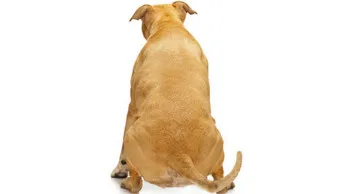 강아지 엉덩이 들이미는 이유 애정표현인지_3