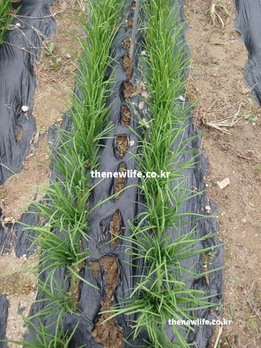 부추 효능 혈관 건강 알리신