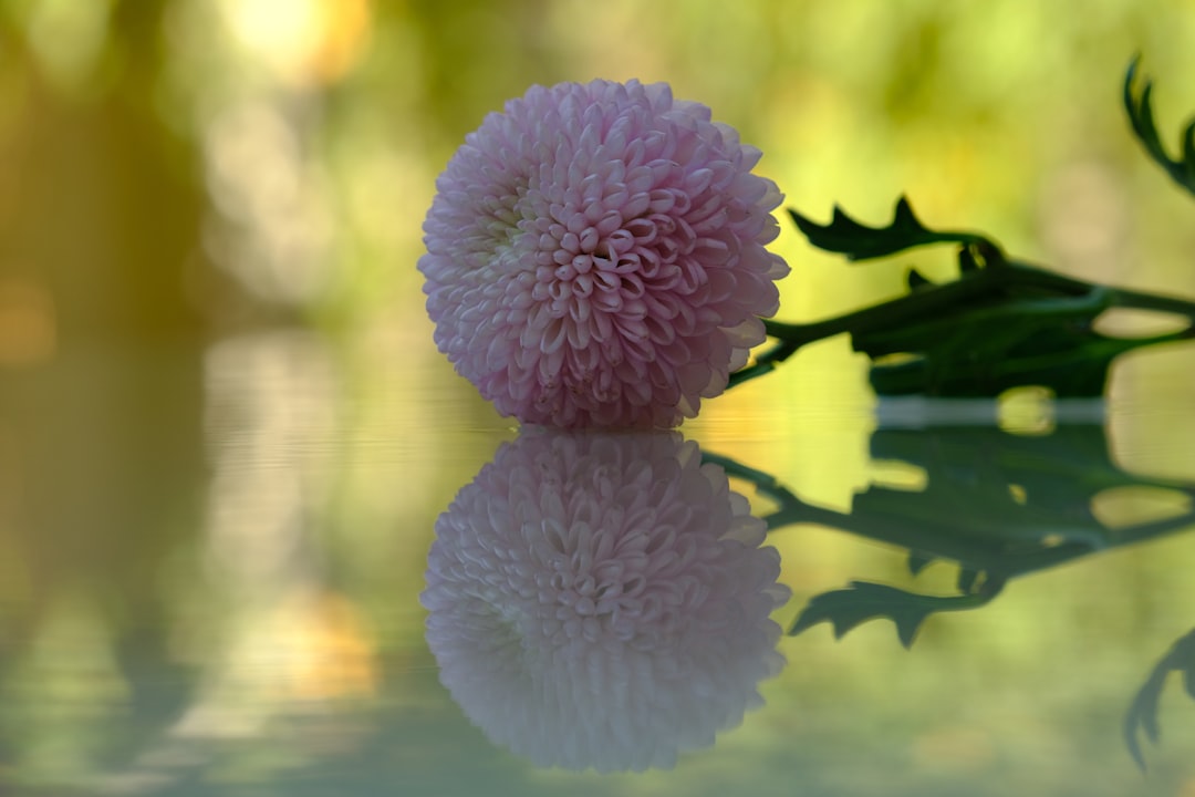 Chrysanthemum