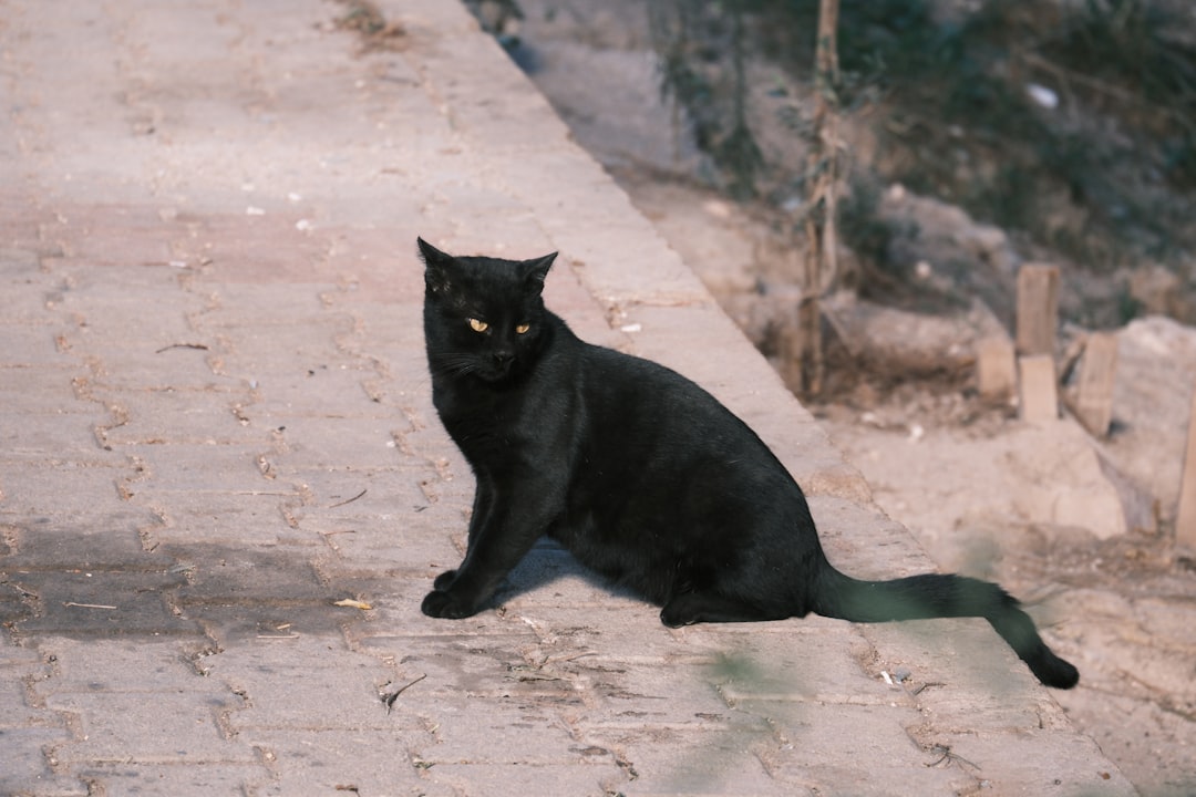 Catnip