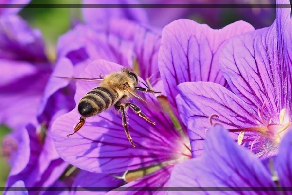 지구가 아파요. 12 꽃과 인간을 연결하는 꿀벌