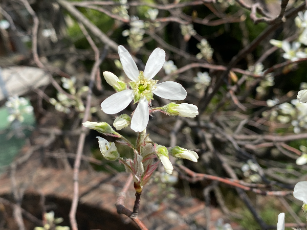 채진목 흰색 꽃