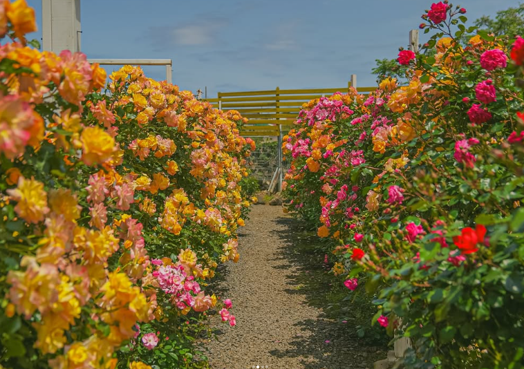 지금 안 가면 1년 기다려야 해! 제주 아일로사 장미정원, 6월 꽃구경 명소!
