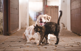 24시-동물병원-찾기