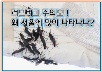 러브버그 주의보!