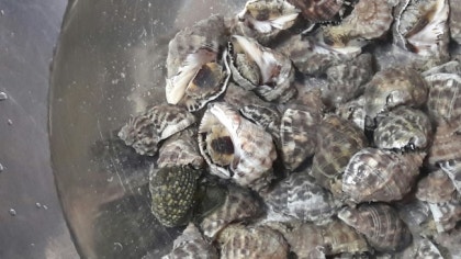 깨끗한 고동입니다