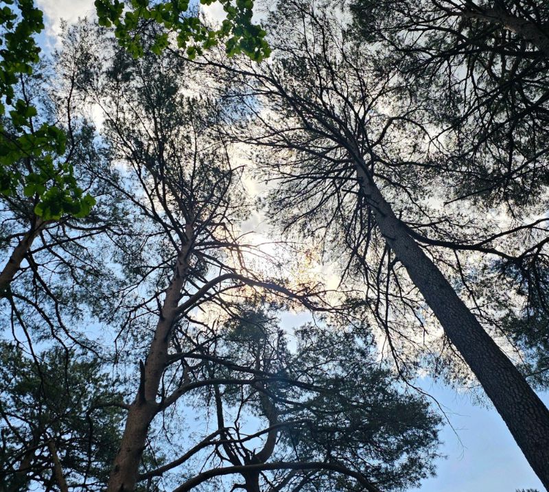 대관령자연휴양림