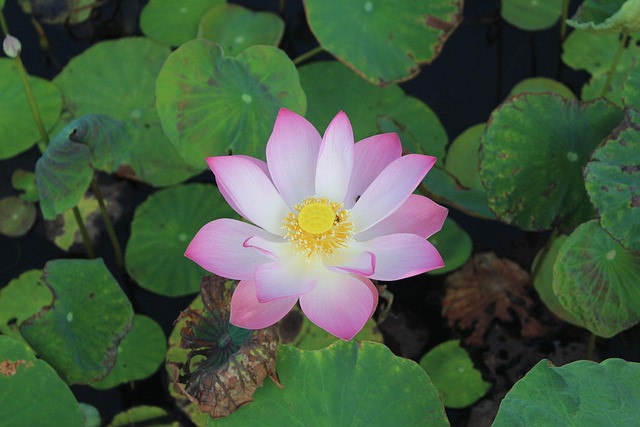 연꽃
