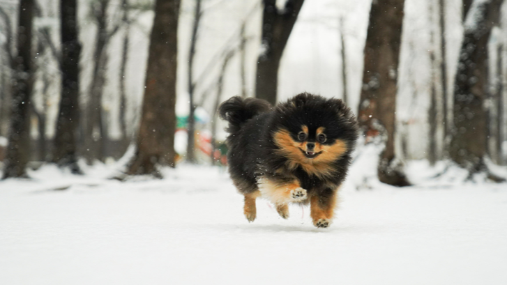추위에 약한 강아지 견종