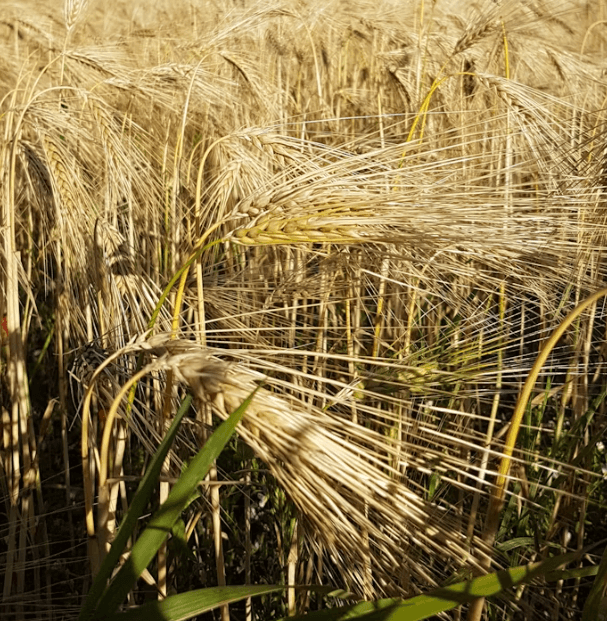 왜 지금 농산물 ETF인가? 인플레이션 시대, 뜨는 3가지 이유