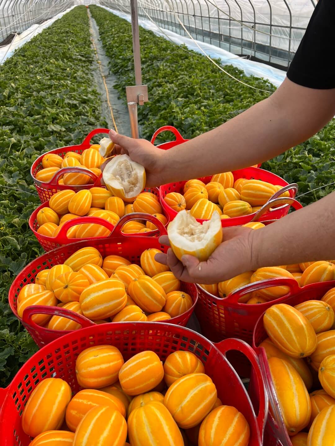 비닐하우스에서 수확한 참외를 바구니에 담은 모습