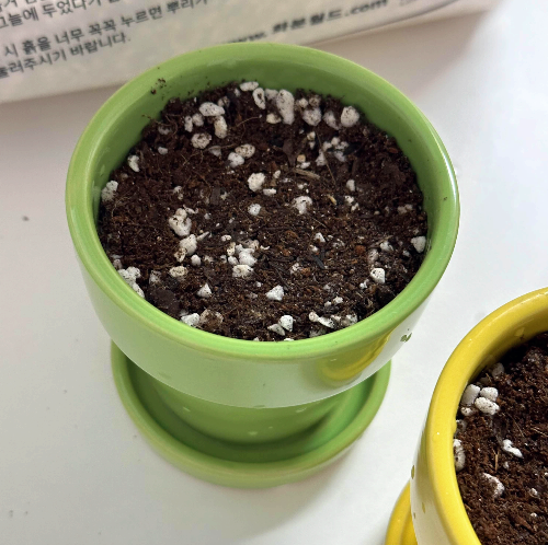 다이소 미니화분