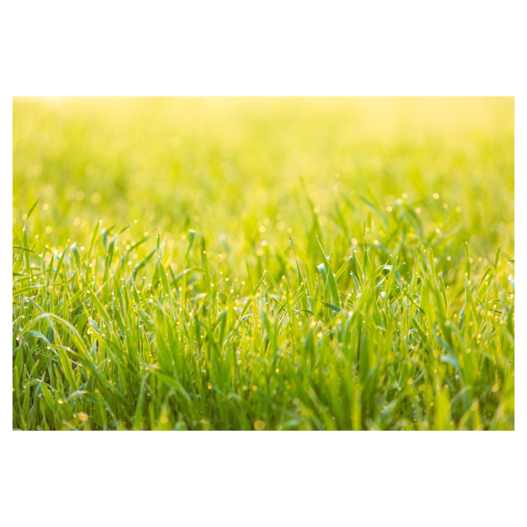 맥문동과 관련된 사진입니다.