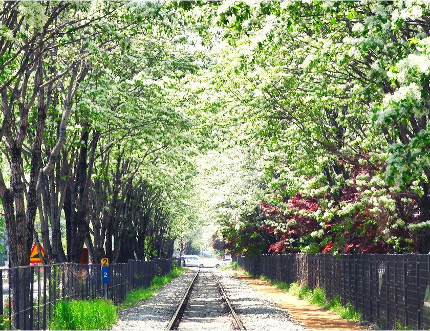 전주 이팝나무축제