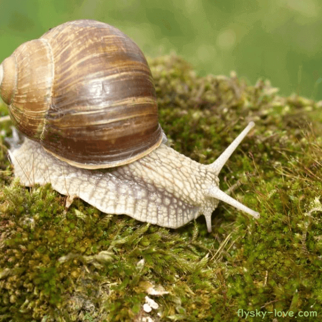 간에 좋은 식용 달팽이