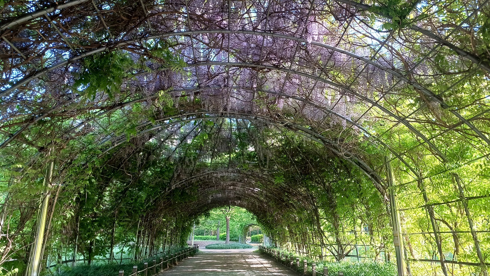 밀양 생태공원 등나무꽃