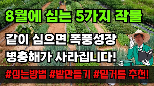 "여름열무