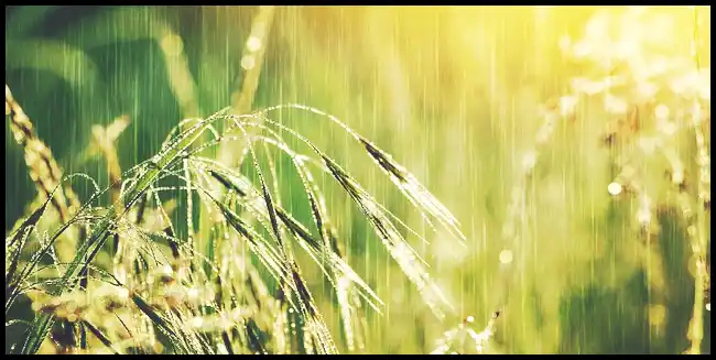 파로 곡물 효능 및 부작용과 먹는 법