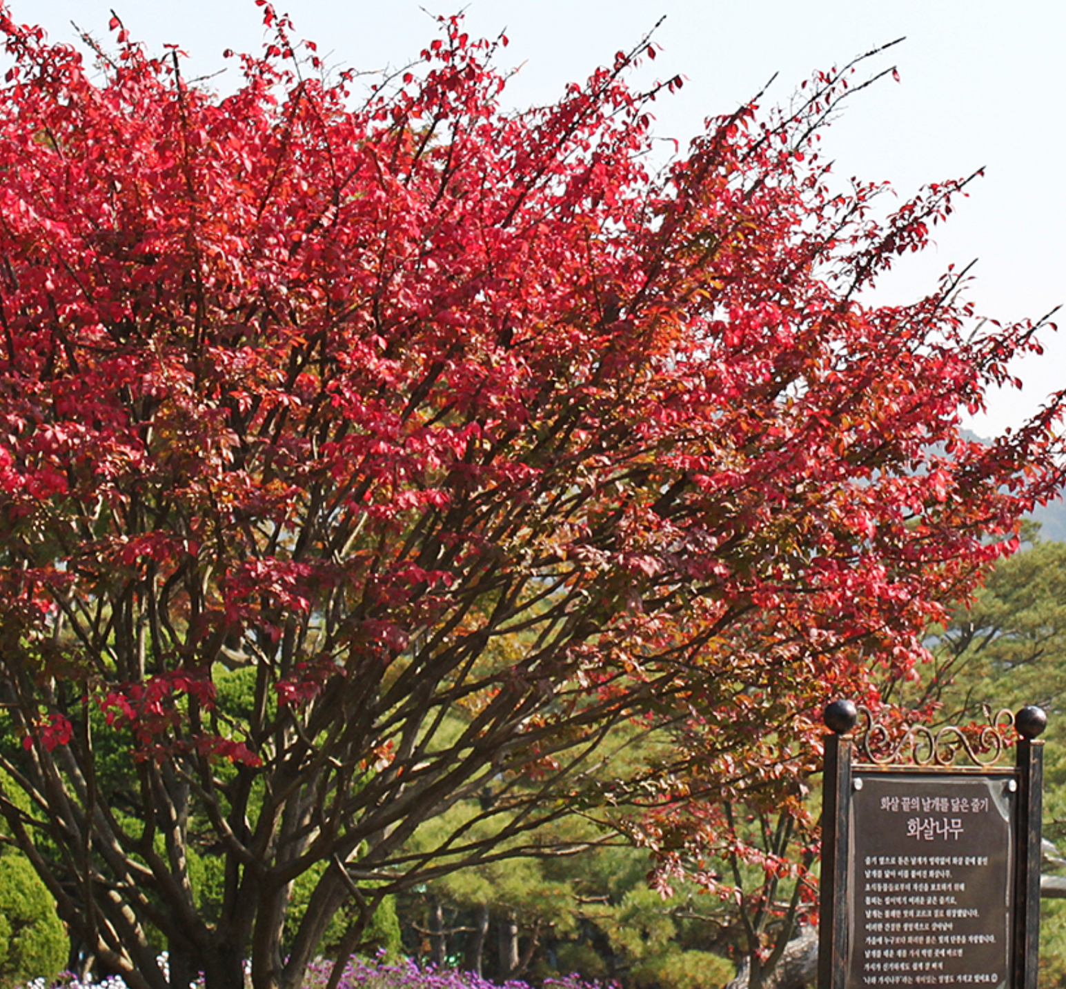 2023년 10월 11월 전국 가을 단풍 축제 BEST5