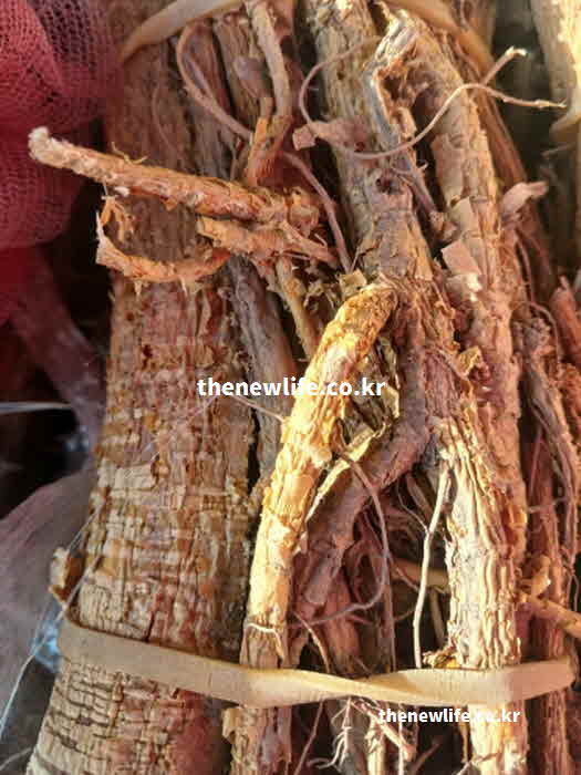 꾸지뽕 효능 영양성분 모루신