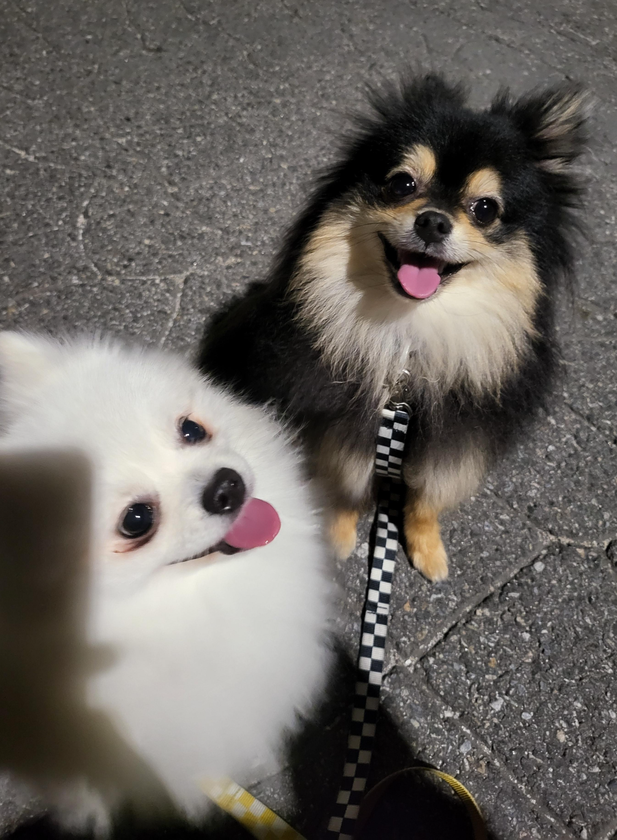 산책 나온 하콩&달콩