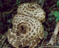 능이버섯 채취시기, 능이버섯 효능 및 능이버섯 가격