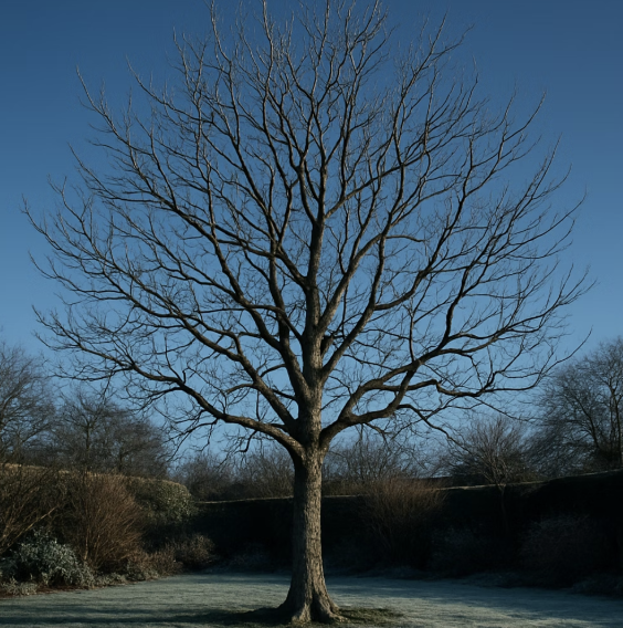 나무가 잠자는 시간을 노리세요