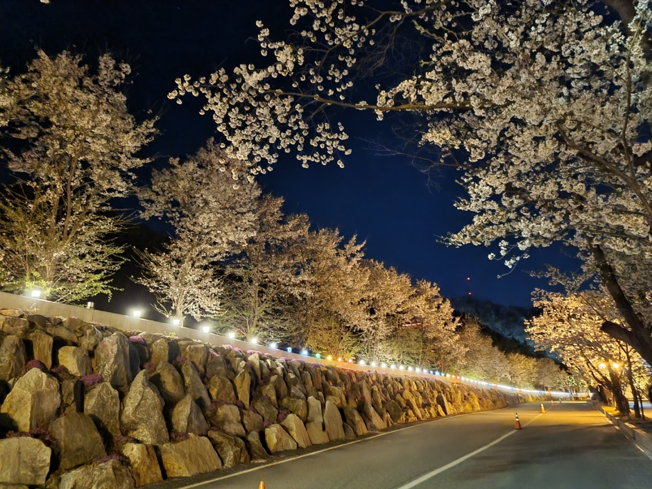 2024 에덴벚꽃길 벚꽃축제 기본일정과 행사내용