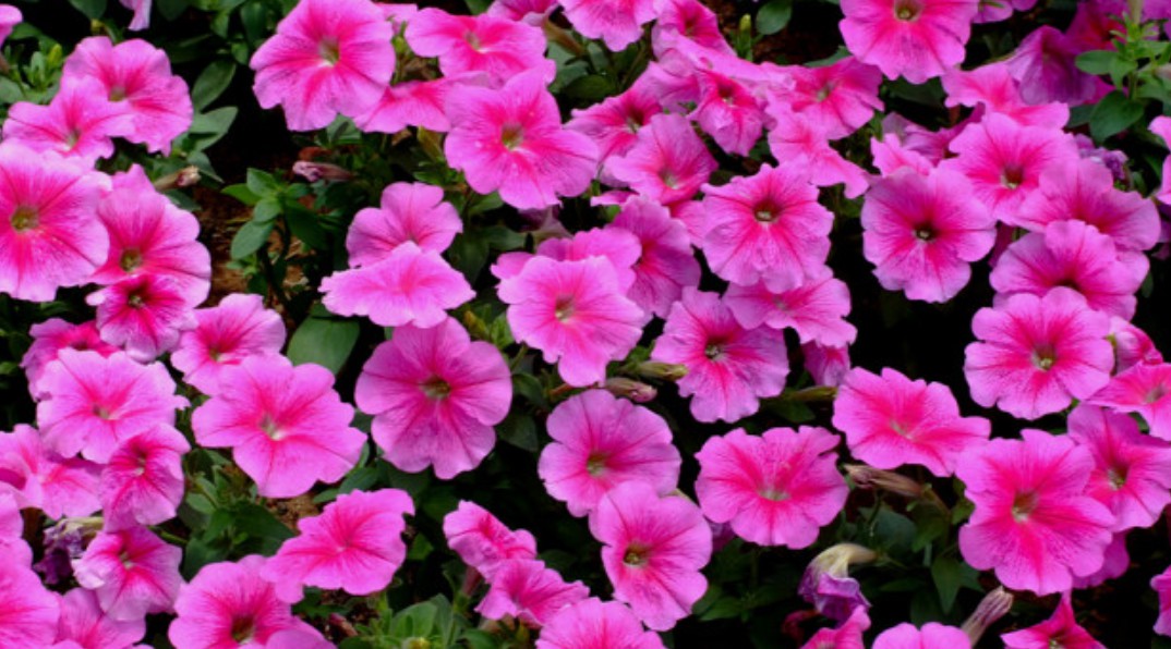 감정을 꽃으로 전하는 법