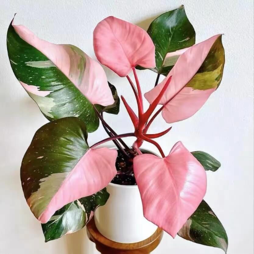필로덴드론 핑크 프린세스 (Philodendron Pink Princess)
― 식물계의 패션 아이콘, 핑크빛 여왕 ―