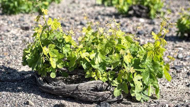 쿨루라 방식으로 재배하는 아씨르티코 포도