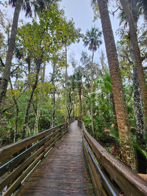 A long boardwalk lined by trees