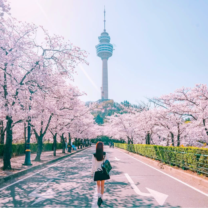 이월드 블라썸 피크닉과 관련된 사진