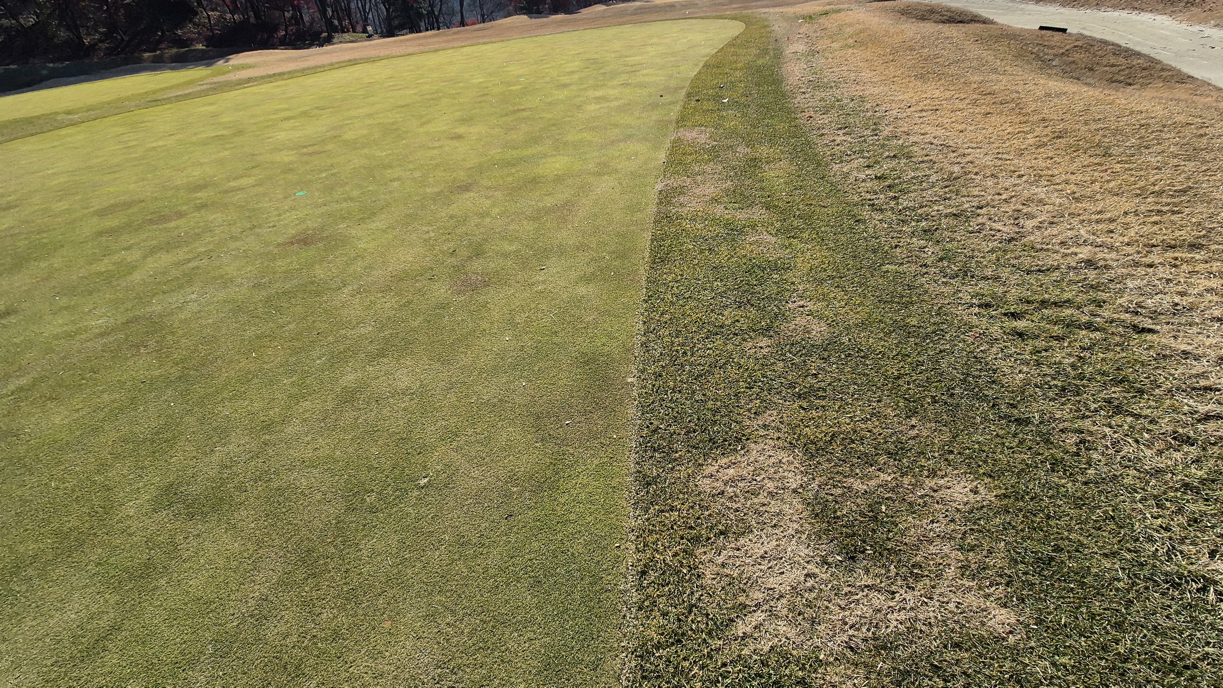 88cc 서코스 그린관리상태