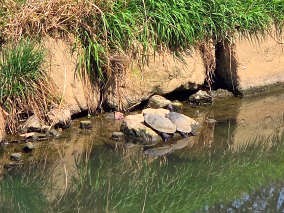 인천 벚꽃 명소 굴포천: 청리단길 꼭 가봐야 할 사계절 감성 산책로