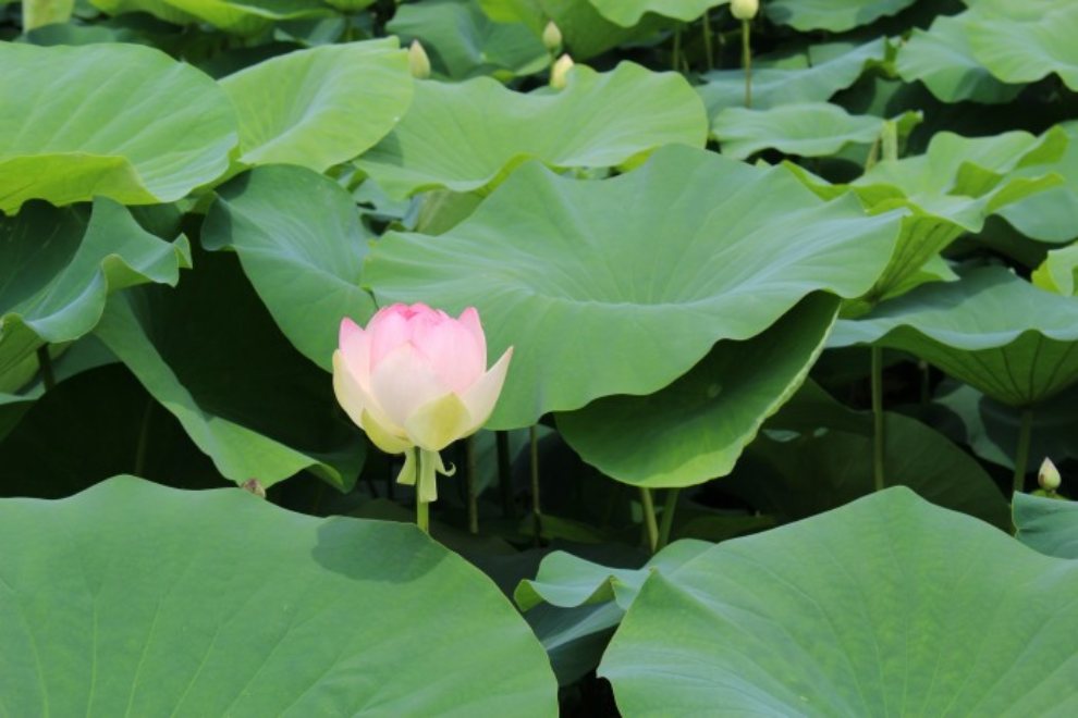 세미원 연꽃문화제