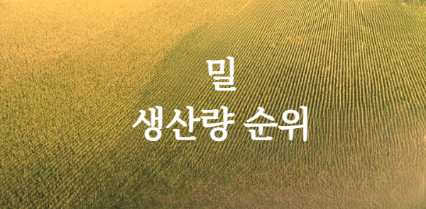 밀 생산량 순위 탑 20, 밀이 주식인 나라