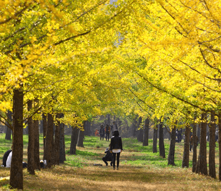 단풍여행 당일 단풍버스여행