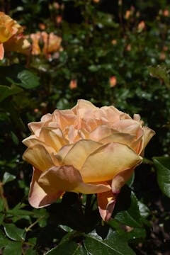 꽃 꿈 해몽 / 하얀꽃, 장미꽃 등.