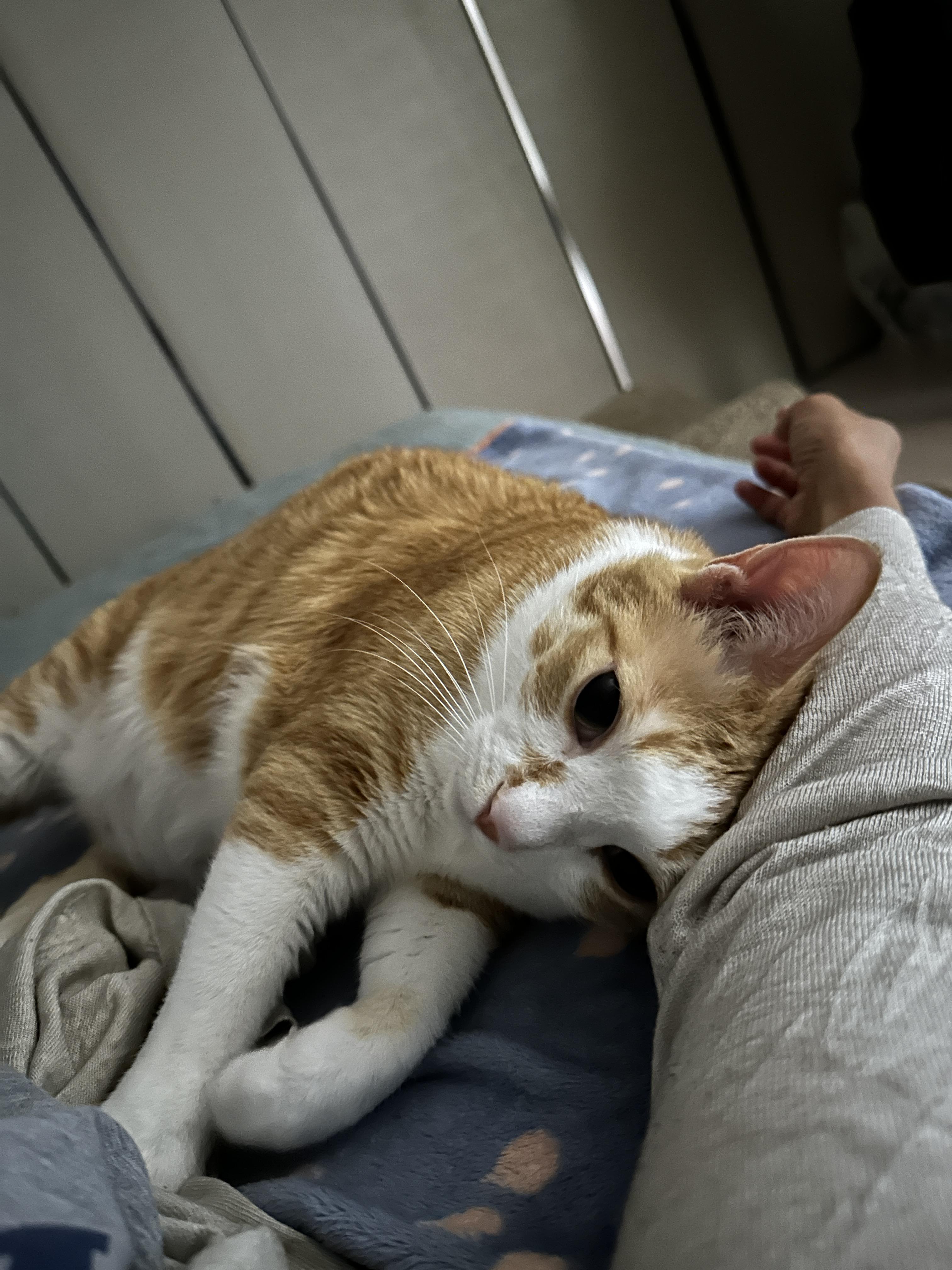 집사한테 자꾸만 필살기 쓰는 호야 (feat. BGM은 골골송)