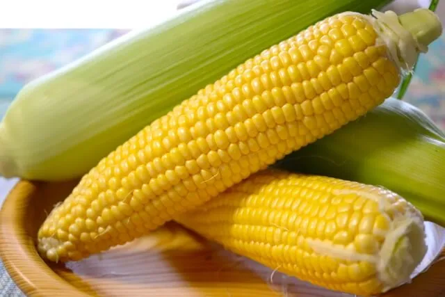 제아잔틴이 포함된 옥수수