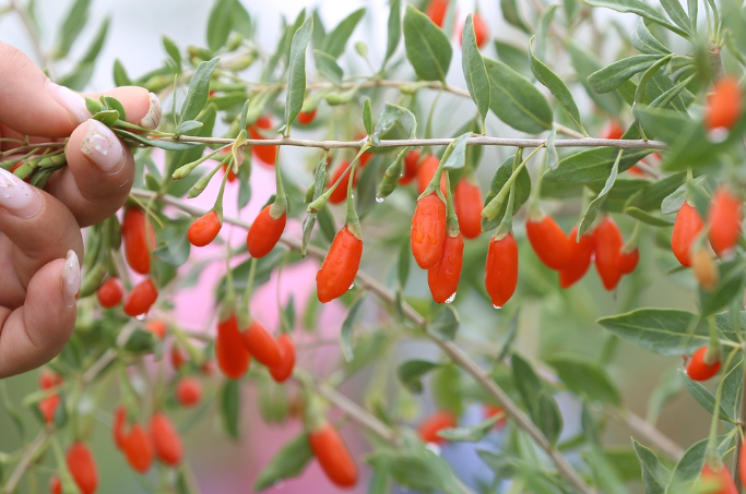 공진단 선택 시 고려사항