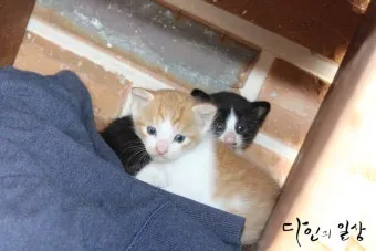 &amp;quot;고양이